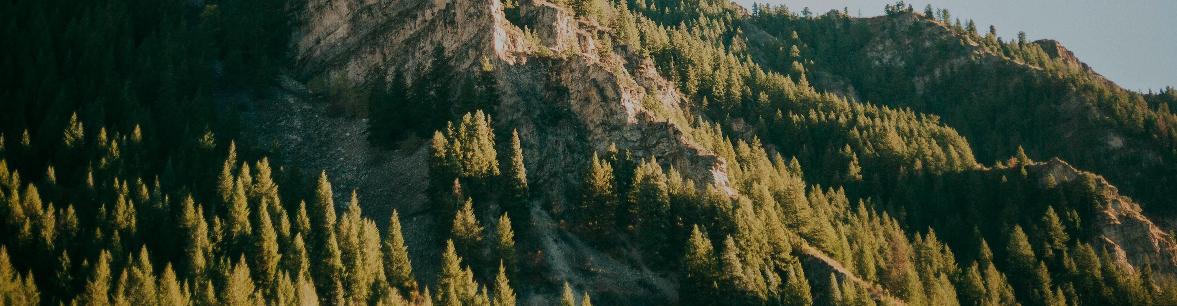 Forest mountains background